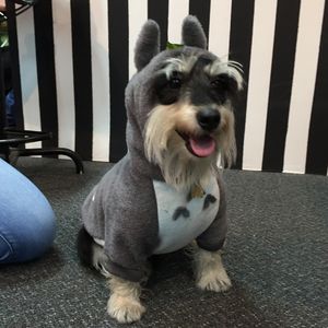 Foto de perro con saco de Totoro